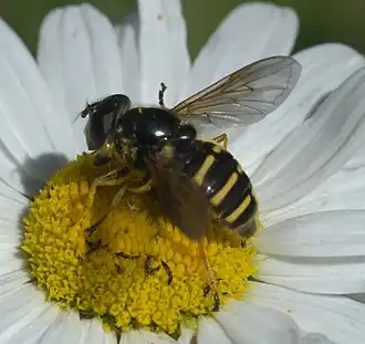 Sericomyia chalcopyga