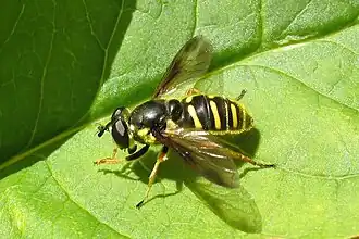 Sericomyia chrysotoxoides
