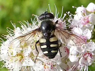 Sericomyia transversa