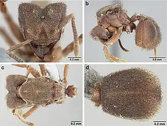 Sericomyrmex bondari