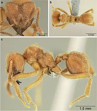 Sericomyrmex mayri