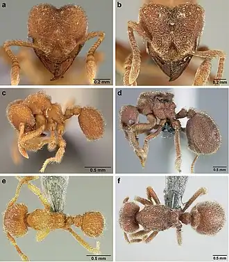 Sericomyrmex parvulus
