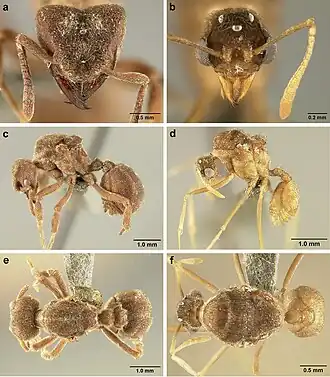 Sericomyrmex saussurei