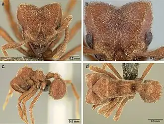 Sericomyrmex scrobifer
