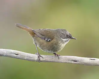 Tasmaanse bruine struiksluiper