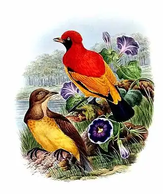 Zwartmaskerprieelvogel