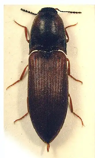 Sericus brunneus