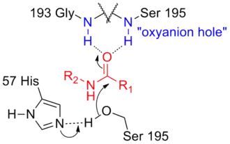 Oxyanion-gat van serineprotease (zwart) stabiliseert de negatieve lading van de overgangstoestand van het substraat (rood) met behulp van waterstofbruggen uit peptidebindingen (blauw).
