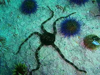 Ophioderma wahlbergii