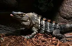 Witzwarte grondleguaan