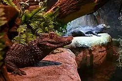 Cuviers gladvoorhoofdkaaiman