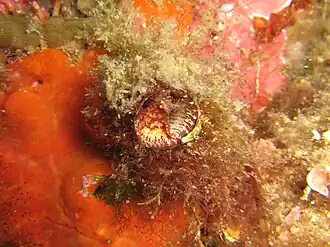 Thylacodes arenarius