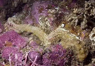 Thylacodes squamigerus