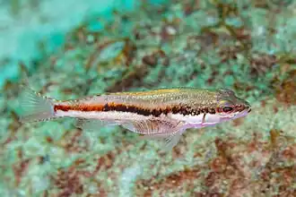 Serranus psittacinus