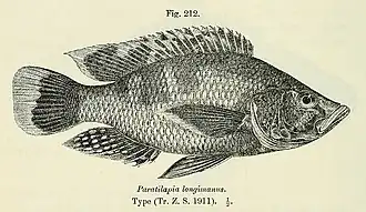 Serranochromis longimanus