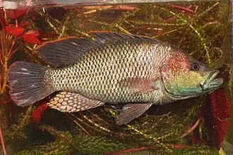 Serranochromis macrocephalus