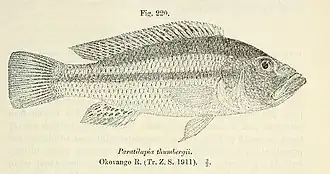 Serranochromis thumbergi
