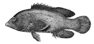 Epinephelus undulatostriatus