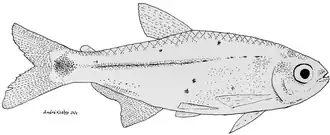 Serrapinnus heterodon