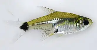 Serrapinnus kriegi