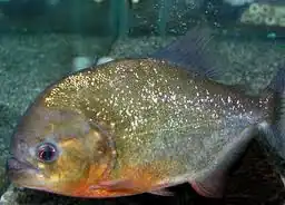 Serrasalmus neveriensis