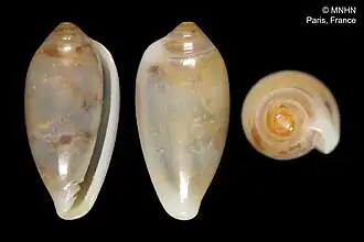 Serrata cossignanorum