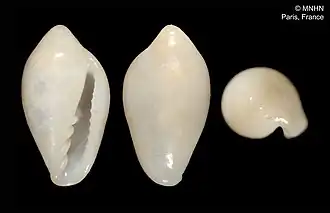 Serrata occidentalis