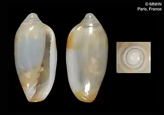 Serrata quadrifasciata