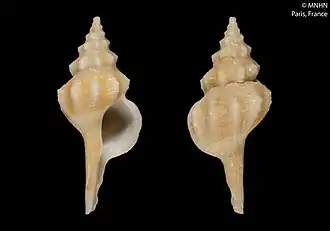 Serratifusus harasewychi