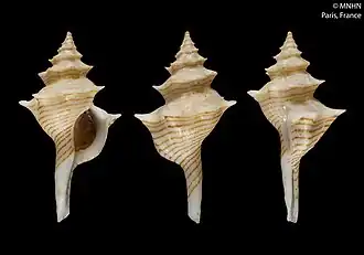 Serratifusus lineatus