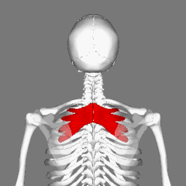 Musculus serratus posterior superior