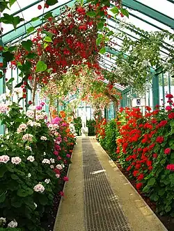 Galerij van geraniums en fuchsia's