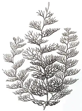 Sertularia argentea