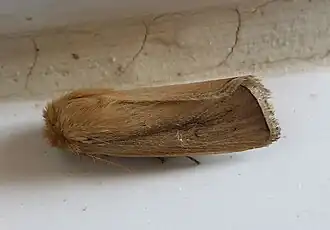 Sesamia nonagrioides