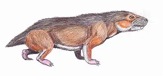 Sesamodon.