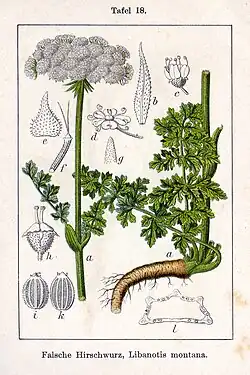 Illustratie van Jacob Sturm