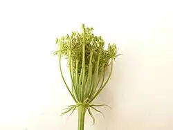 Omwindsel en omwindseltjes