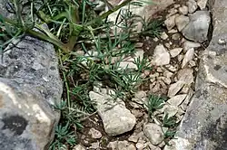 Bladeren met bladscheden