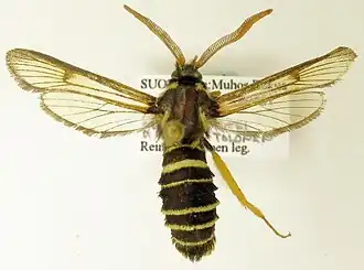 Eusphecia melanocephala