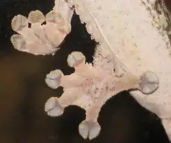 Fijne haartjes onder de tenen van een bladstaartgekko.