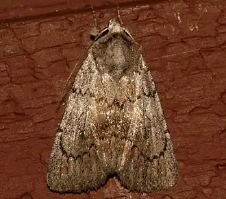 Setagrotis pallidicollis