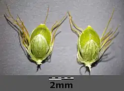 Aartjes met vijf tot tien borstels