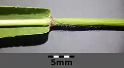 Stengel met blad: de bladschede heeft aan de rand een zoom van haren. Het blad is kaal.