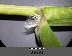 Het tongetje bestaat uit een krans van haren.