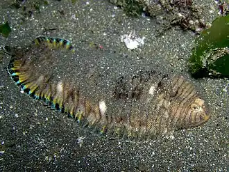 Pseudaesopia japonica