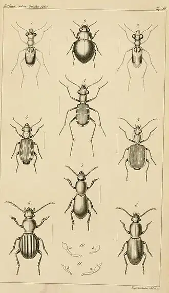 Pelecium rotundipenne