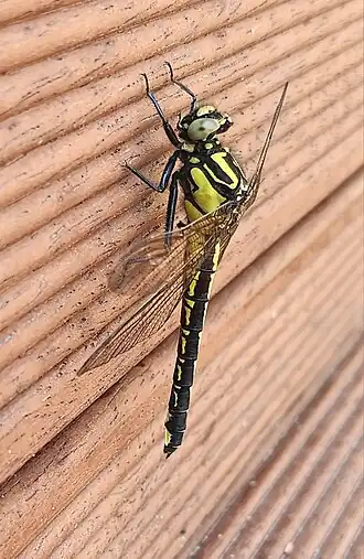 Shaogomphus postocularis