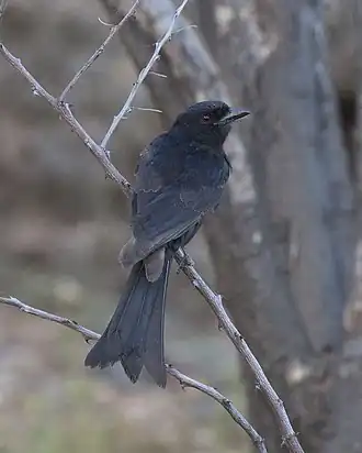 Sharpes drongo