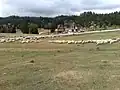 Schapen op Vlašić