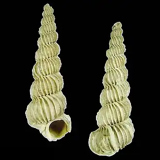 Cirsotrema zografakisi